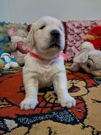 Цуценята золотистого ретрівера. Киев. фото 1