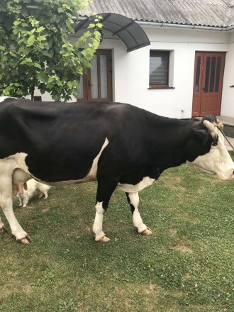 Дійна корова..молочна. . фото 3