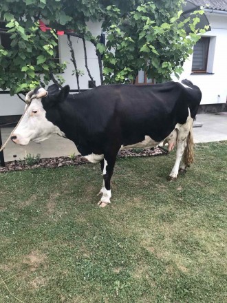 Дійна корова..молочна. . фото 2