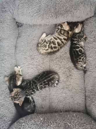 Пропоную бенгальських кошенят різного забарвлення (3 дівчинки і 1 хлопчик) на бу. . фото 3