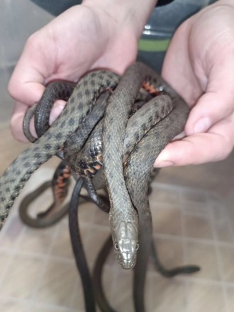 Водяной уж особенности змеиВодяной уж (Natrix tessellata) – довольно крупная нея. . фото 7