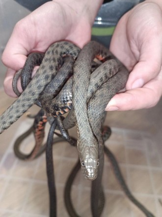 Водяной уж особенности змеиВодяной уж (Natrix tessellata) – довольно крупная нея. . фото 8