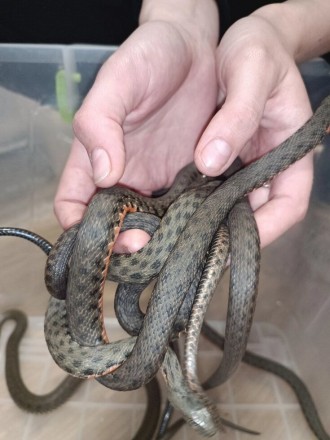 Водяной уж особенности змеиВодяной уж (Natrix tessellata) – довольно крупная нея. . фото 3