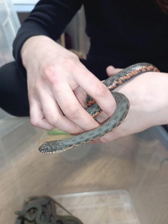 Водяной уж особенности змеиВодяной уж (Natrix tessellata) – довольно крупная нея. . фото 11