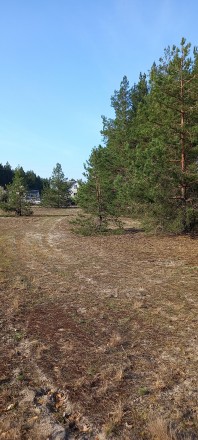 Продається ділянка 10 соток в Нижчій Дубечні, ділянка знаходиться в кінці села ,. . фото 5