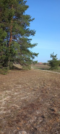 Продається ділянка 10 соток в Нижчій Дубечні, ділянка знаходиться в кінці села ,. . фото 7