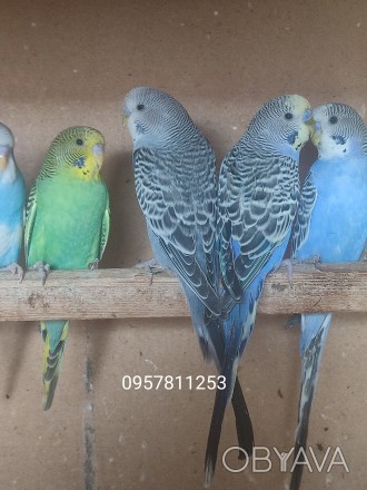 Большой выбор Волнистых попугайчиков. . фото 1
