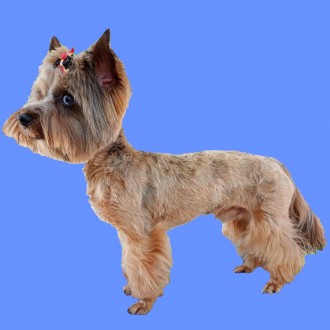 Бівер Терьєр, (Biewer Terrier), Кольоровий Йорк, Одеса. Одесса. фото 1 Бівер Терьєр, (Biewer Terrier), Кольоровий Йорк, Одеса. Одесса. фото 1