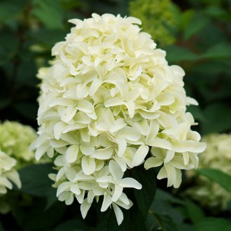 Гортензия метельчатая Скайфолл / С20 / Hydrangea Skyfall. Балаклея. фото 1 Гортензия метельчатая Скайфолл / С20 / Hydrangea Skyfall. Балаклея. фото 1