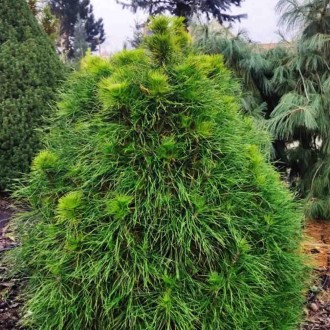 Сосна обыкновенная Ксавери / С20 / h 80-100 / Pinus Xavery. Балаклея. фото 1 Сосна обыкновенная Ксавери / С20 / h 80-100 / Pinus Xavery. Балаклея. фото 1