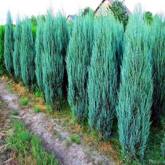 Можжевельник скальный Блю Эрроу / h 30-40 / Juniperus Blue Arrow. Балаклія. фото 1 Можжевельник скальный Блю Эрроу / h 30-40 / Juniperus Blue Arrow. Балаклія. фото 1