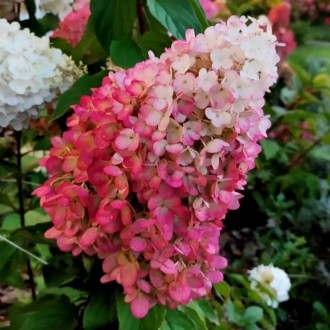 Гортензия метельчатая Фуджи / Hydrangea paniculata Fuji
Гортензия метельчатая Фу. . фото 3