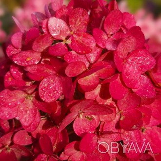 Гортензия метельчатая Фуджи / Hydrangea paniculata Fuji
Гортензия метельчатая Фу. . фото 1