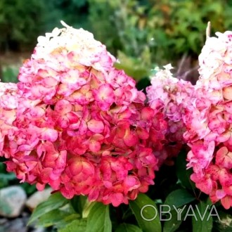 Гортензия метельчатая Малинче / Hydrangea paniculata Malinche
Гортензия метельча. . фото 1