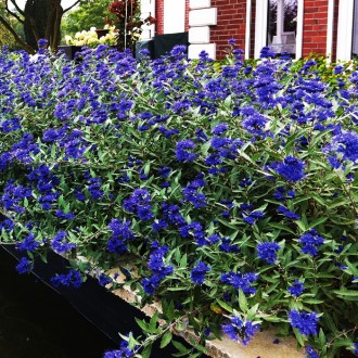 Кариоптерис Гранд Блю / Caryopteris clandonensis Grand Bleu
Кариоптерис 'Гранд Б. . фото 2