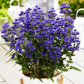 Кариоптерис Гранд Блю / Caryopteris clandonensis Grand Bleu
Кариоптерис 'Гранд Б. . фото 3