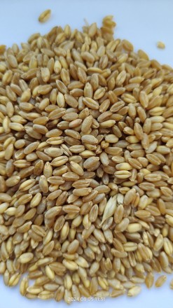 Продам пшеницю тверду (дурум, лат.,durum)- 25т.
Вологість- 12.8
Смітна- 1
Зер. . фото 3