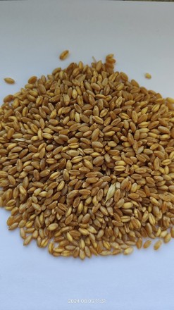 Продам пшеницю тверду (дурум, лат.,durum)- 25т.
Вологість- 12.8
Смітна- 1
Зер. . фото 2