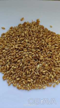 Продам пшеницю тверду (дурум, лат.,durum)- 25т.
Вологість- 12.8
Смітна- 1
Зер. . фото 1