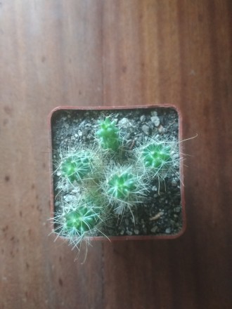 Mammillaria surculosa. Київ. фото 1 Mammillaria surculosa. Київ. фото 1