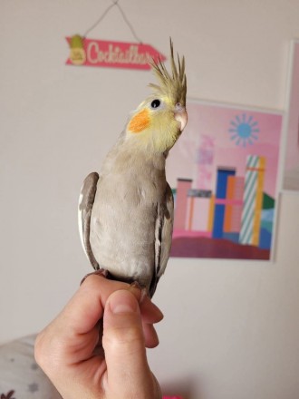 Є в наявності клітки, корми та супутні товари. Є доставка по всій Україні. За до. . фото 4