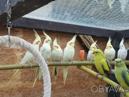 Є в наявності клітки, корми та супутні товари. Є доставка по всій Україні. За до. . фото 1