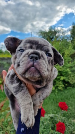 На фото видно - дівчинка супер якості : зашкурена, коротенька, компактна, велика. . фото 2