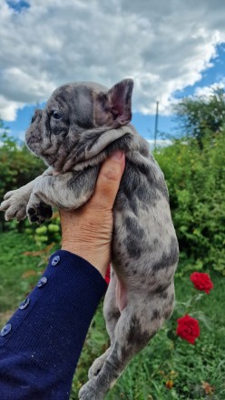 На фото видно - дівчинка супер якості : зашкурена, коротенька, компактна, велика. . фото 4