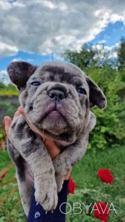 На фото видно - дівчинка супер якості : зашкурена, коротенька, компактна, велика. . фото 1