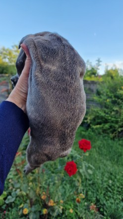 Хлопчик супер якості  : коренастий, зашкурений з великою головою, компактний, бл. . фото 4