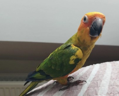 Є в наявності клітки, корми та супутні товари. Є доставка по всій Україні. За до. . фото 4