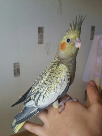 Є в наявності клітки, корми та супутні товари. Є доставка по всій Україні. За до. . фото 4