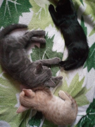 Отдам котят безкоштовно 0935663493. Миколаїв. фото 1 Отдам котят безкоштовно 0935663493. Миколаїв. фото 1