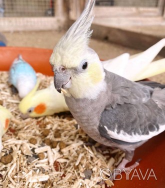 Є в наявності клітки, корми та супутні товари. Є доставка по всій Україні. За до. . фото 1