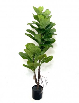 Фикус Лирата (Ficus lyrata) искусственный 120 см в горшке. Луцк. фото 1 Фикус Лирата (Ficus lyrata) искусственный 120 см в горшке. Луцк. фото 1