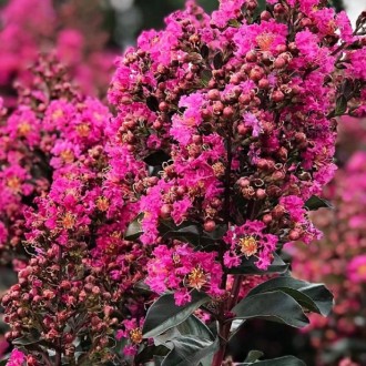 Лагерстремия «Плюм Меджик» (Lagerstroemia «Plum Magic») – это восхитительный дек. . фото 2