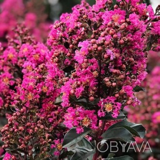 Лагерстремия «Плюм Меджик» (Lagerstroemia «Plum Magic») – это восхитительный дек. . фото 1