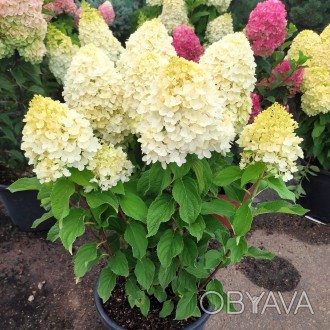 Гортензия метельчатая 'Шуга Раш' (Hydrangea paniculata 'Sugar Rush') – это велик. . фото 1