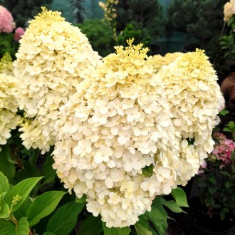 Гортензия метельчатая Селект / С12 / Hydrangea paniculata Select. Балаклея. фото 1 Гортензия метельчатая Селект / С12 / Hydrangea paniculata Select. Балаклея. фото 1