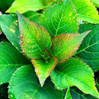 Гортензия крупнолистная Свит Липс / Hydrangea macrophylla Sweet Lips
Цвет гортен. . фото 8