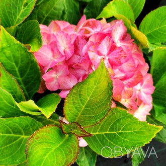 Гортензия крупнолистная Свит Липс / Hydrangea macrophylla Sweet Lips
Цвет гортен. . фото 1