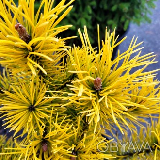 Сосна горная Голден Глоу / Pinus mugo Golden Glow
Яркий представитель карликовой. . фото 1