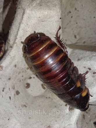 Семейство: Blattidae
Подсемейство: Blaberinae
Род: Eublaberus
Вид: Eublaberus di. . фото 3