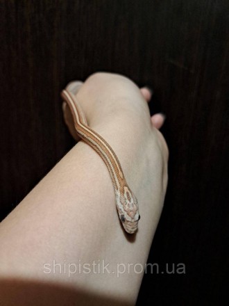 Маисовый полоз (лат. Pantherophis guttatus) — небольшая неядовитая змея из рода . . фото 3