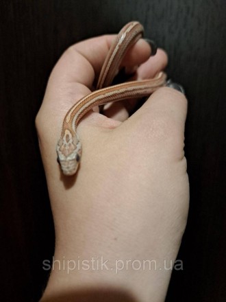 Маисовый полоз (лат. Pantherophis guttatus) — небольшая неядовитая змея из рода . . фото 4