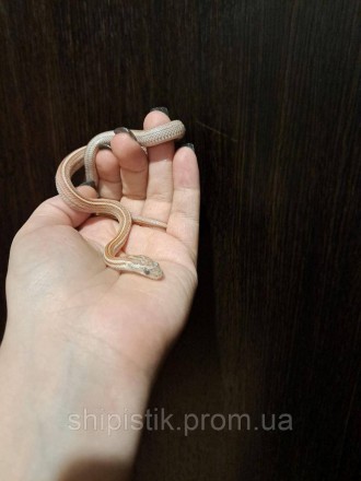 Маисовый полоз (лат. Pantherophis guttatus) — небольшая неядовитая змея из рода . . фото 5