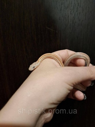 Маисовый полоз (лат. Pantherophis guttatus) — небольшая неядовитая змея из рода . . фото 2