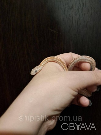 Маисовый полоз (лат. Pantherophis guttatus) — небольшая неядовитая змея из рода . . фото 1