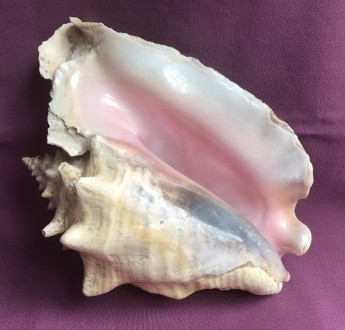 Стромбус гігас (Strombus Gigas). Океанічна мушля ракушка Куба.. Одеса. фото 1 Стромбус гігас (Strombus Gigas). Океанічна мушля ракушка Куба.. Одеса. фото 1