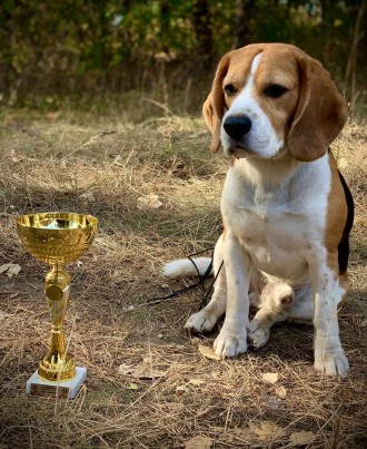 Перспективні цуценята бігля від батьків Чемпіонів. Вакцинація за віком,чіп,докум. . фото 8